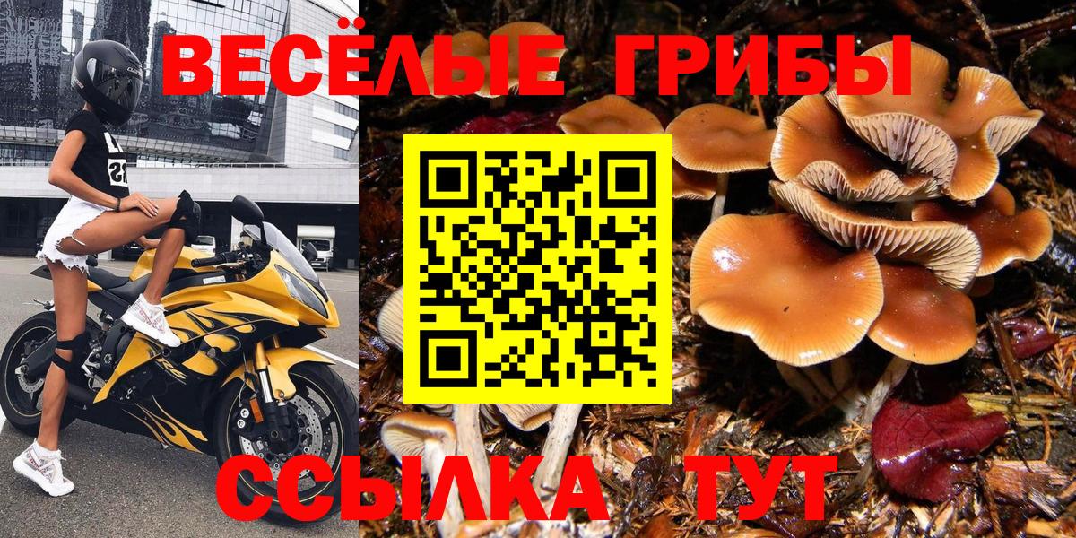 Ефремов  Псилоцибиновые грибы MAGIC MUSHROOMS  Вход с VPN 